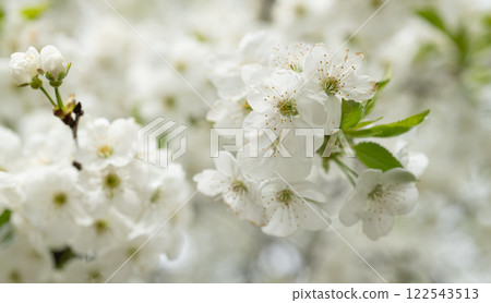 seasonal spring flower blossom. spring blossom flower on branch. photo of spring blossom flower seasonal spring flower blossom. spring blossom flower on branch. photo of spring blossom flower 122543513