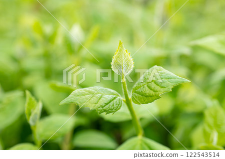 selective focus photo of spring green leaves, young growth. spring green leaves. selective focus photo of spring green leaves, young growth. spring green leaves. 122543514
