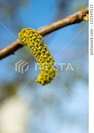 poplar catkins closeup. poplar catkins in macro. image of poplar catkins. photo of poplar catkins poplar catkins closeup. poplar catkins in macro. image of poplar catkins. photo of poplar catkins 122543515