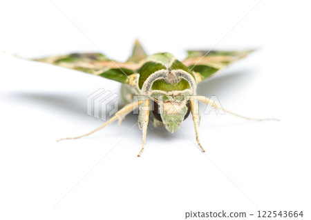 Green Oleander butterfly Daphnis nerii or Army Green Moth isolated on white background 122543664