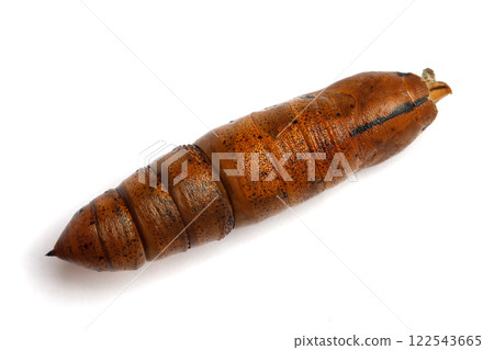 Cocoon, Chrysalis. Oleander Hawk moth on white background Cocoon, Chrysalis. Oleander Hawk moth on white background 122543665