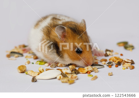 Cute hamster eating seeds on white background Cute hamster eating seeds on white background 122543666