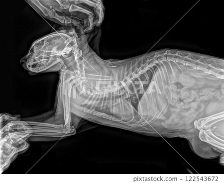 Digital X-ray of the cat. Head, chest and abdomen 122543672