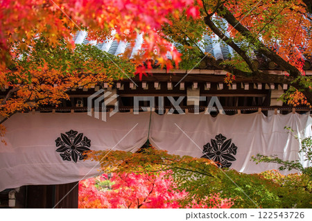 Beautiful colorful maple leaves in Eikando temple entrance, Kyoto Beautiful colorful maple leaves in Eikando temple entrance, Kyoto 122543726