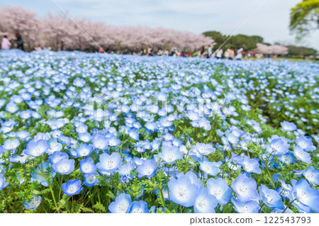 Nemophila and blur sakura tree, Uminonakamichi Park, Fukuoka Nemophila and blur sakura tree, Uminonakamichi Park, Fukuoka 122543793