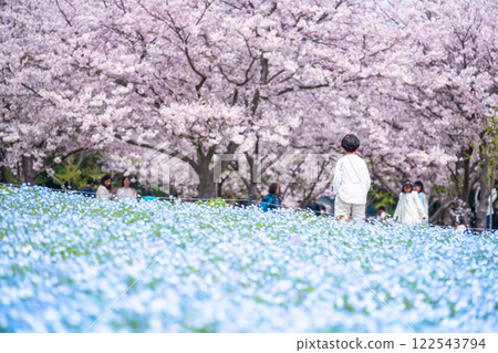 Boy enjoy cherry tree and Nemophila, Uminonakamichi park, Fukuoka Boy enjoy cherry tree and Nemophila, Uminonakamichi park, Fukuoka 122543794
