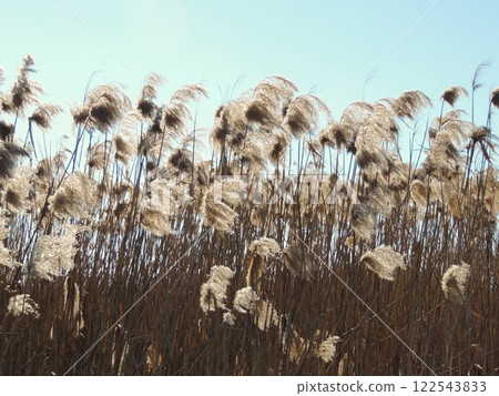tall dry marsh grass with fluffy drooping tassels and long stem, reed grass with beautiful texture and beige inflorescence fluttering in the wind against the blue sky as a natural field background 122543833
