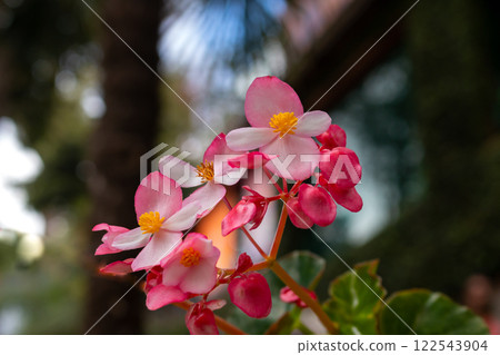 Blossoms of Begonia, Madeira, Portugal 122543904