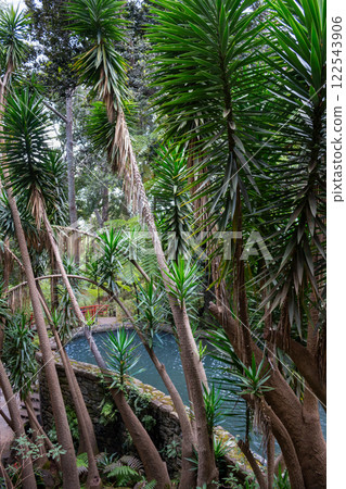 Greenery in a Botanical garden, Monte, Funchal, Madeira Greenery in a Botanical garden, Monte, Funchal, Madeira 122543906