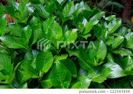 Bright green leaves of Hydrangea, Madeira Bright green leaves of Hydrangea, Madeira 122543939