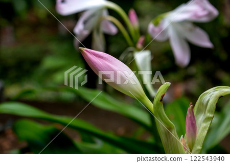 Bud of Amaryllis in a park, Madeira, Portugal 122543940