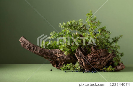 Abstract nature scene with a composition of juniper branches and dry snags. Abstract nature scene with a composition of juniper branches and dry snags. 122544074