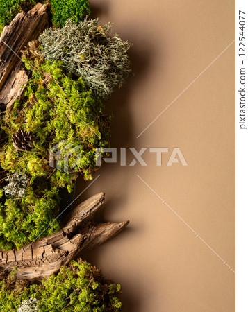 Abstract north nature scene with a composition of lichen, moss, and old snags on a beige background. 122544077