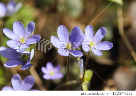 Fantastic view of round-lobed hepatica flower. 122544152