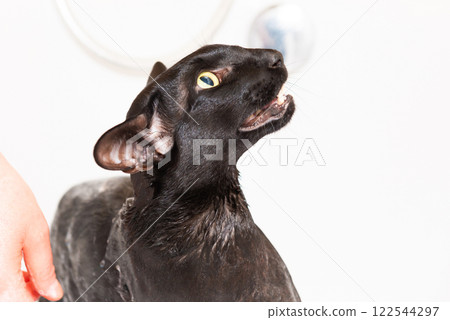 Black oriental cat taking bath 122544297