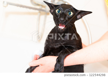 Black oriental cat taking bath 122544298