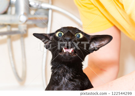 Black oriental cat taking bath 122544299
