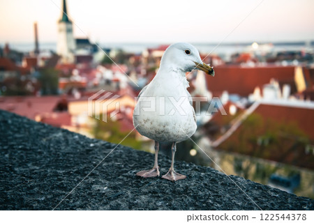 Tallinn and sea gull Tallinn and sea gull 122544378