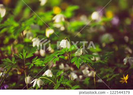 White anemone flowers growing in spring forest, natural seasonal background 122544379