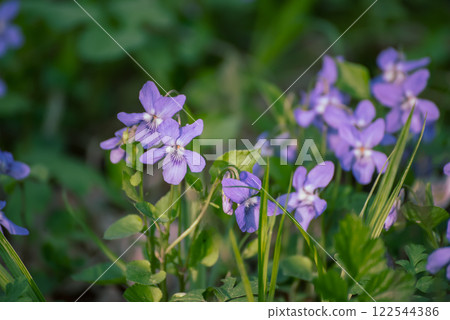Viola reichenbachiana. Common Violet. Small purple flowers in forest at early spring Viola reichenbachiana. Common Violet. Small purple flowers in forest at early spring 122544386