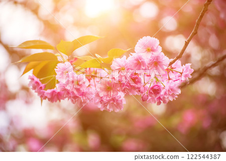 Sakura flowers blooming, spring seasonal Easter background Sakura flowers blooming, spring seasonal Easter background 122544387
