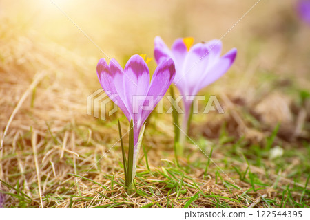 Spring crocus flowers in the grass, Easter seasonal background 122544395