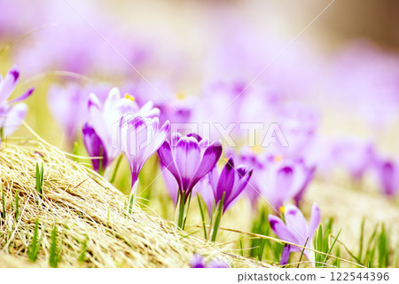 Spring crocus flowers in the grass, Easter seasonal background 122544396