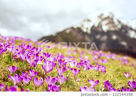 Dolina Chocholowska with blossoming purple crocuses or saffron flowers,Tatra mountains, Poland. 122544398