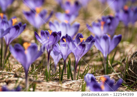 Spring crocus flowers in the grass, Easter seasonal background Spring crocus flowers in the grass, Easter seasonal background 122544399
