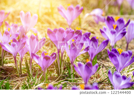 Spring crocus flowers in the grass, Easter seasonal background Spring crocus flowers in the grass, Easter seasonal background 122544400