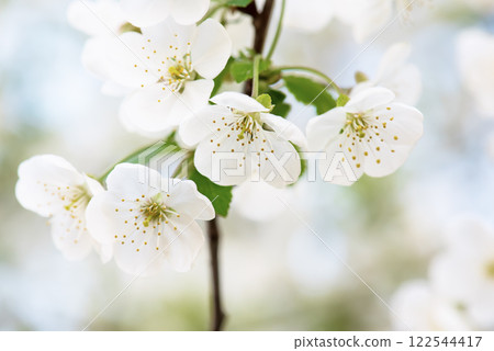 Cherry flowers blossoms Cherry flowers blossoms 122544417