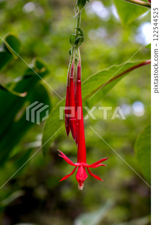 Red Fuchsia in the nature, Madeira, Portugal 122544525