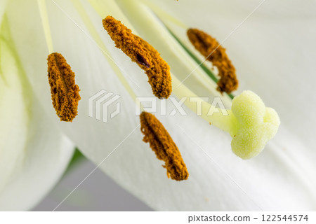 Anthers, pistil ,stigma and style of a white lily Anthers, pistil ,stigma and style of a white lily 122544574