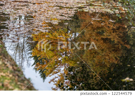 Autumn trees reflecting in pond 122544579