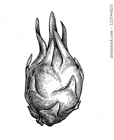 Dragon fruit ink sketch. 122544823