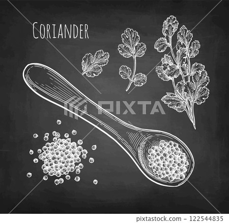 Coriander and cilantro chalk sketch Coriander and cilantro chalk sketch 122544835