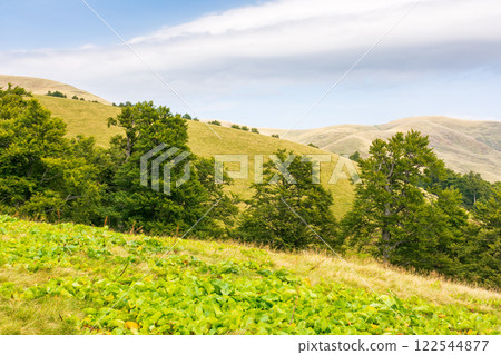 primeval beech forest on the hillside. outdoor adventure. scenery of svidovets ridge. mountain landscape in late summer afternoon. vacation season primeval beech forest on the hillside. outdoor adventure. scenery of svidovets ridge. mountain landscape in late summer afternoon. vacation season 122544877
