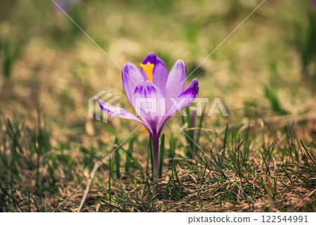 Spring crocus flower. Seasonal Easter background. 122544991
