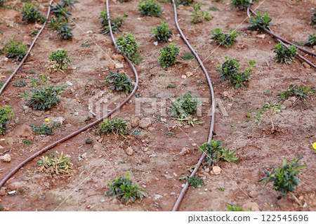 Automatic garden irrigation system with plastic pipes outdoors at garden. Green plants grows on black geotextile on soil. Concept of gardening, landscaping and spring planting. Sunshine 122545696