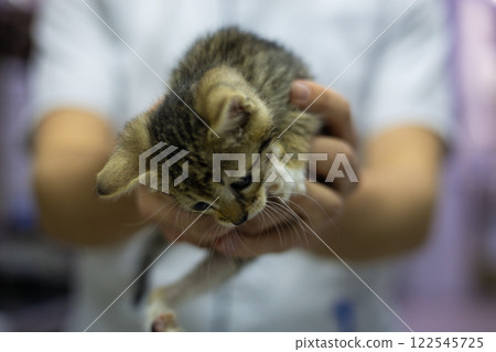 A veterinarian carefully holds a small stray kitten during a medical examination, providing it with the necessary care and caring for its well-being. Caring for a stray kitten in a veterinary clinic. 122545725