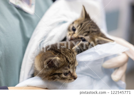 Cute kittens in the hands of a veterinarian. A veterinarian carefully holds two small kittens wrapped in protective cloth, providing them with the necessary care and comfort in a veterinary clinic. 122545771