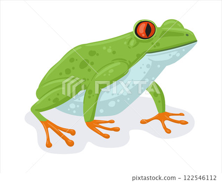 Cartoon tropical frog. Exotic rainforest amphibian animal, green exotic frog flat vector illustration. Cute frog on white background Cartoon tropical frog. Exotic rainforest amphibian animal, green exotic frog flat vector illustration. Cute frog on white background 122546112