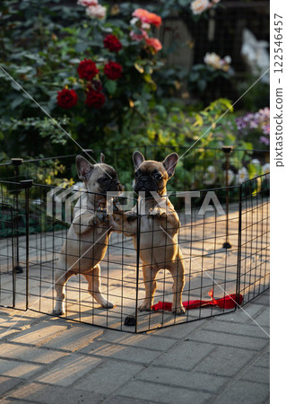 French bulldog puppies playfully explore their outdoor pen  122546457