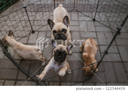 Joyful moments with a French bulldog and playful puppies in a cozy pet enclosure 122546459