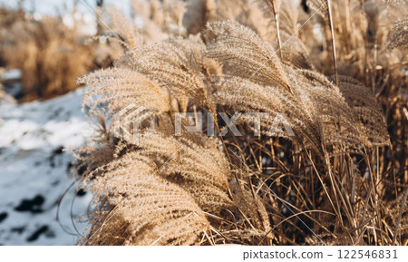 Abstract natural background of soft plants Cortaderia selloana. Frosted pampas grass on a blurry bokeh, Dry reeds boho style. Patterns on the first ice. Fluffy stems of tall grass under snow in winter 122546831