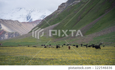 Herd of yaks grazing on a alpine pasture with huge snowy mountain in backdrop, Pamir, Kyrgyzstan 122546836