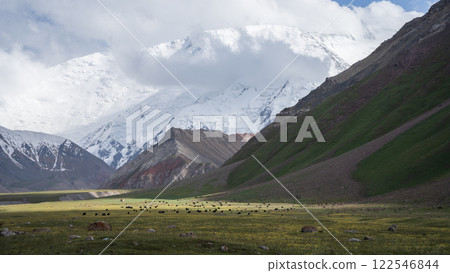 Wide shot of herd of yaks grazing on a alpine pasture under huge snowy mountain in Pamir, Kyrgyzstan 122546844