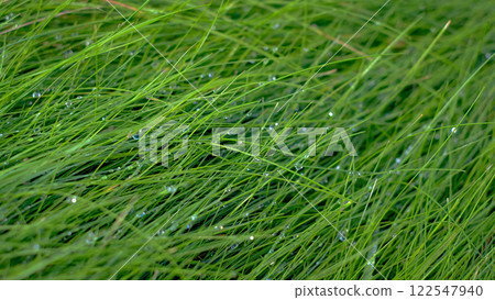 The grass is wet and green, with droplets of water on the blades. The grass is lush and vibrant, with a fresh, dewy appearance. 122547940