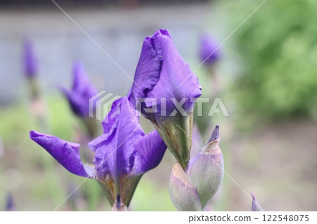 Flowers of the perennial iris Iridaceae ordinary, or flag, purple in close-up. 122548075