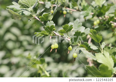 horizontal branch covered with gooseberry berries with openwork leaves background fruit. 122548105